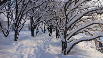 大雪 树林 脚印