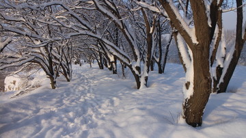 大雪 树林 脚印