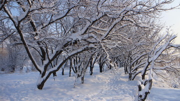 大雪 树林 脚印