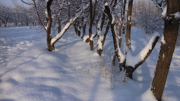 大雪 阳光 树林
