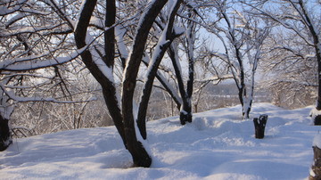 大雪 阳光 树林