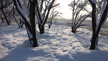 大雪 阳光 树林