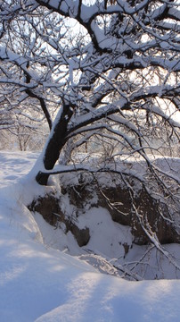 杏林雪景