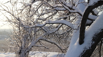 杏林雪景