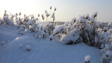 雪地 草花