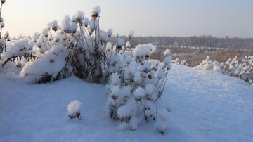 雪地 草花