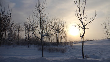 雪地 朝阳