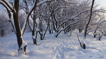 雪地 树林