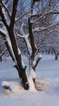 雪地 树林