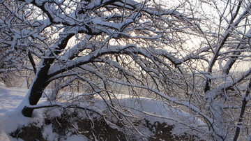 雪地 树林