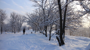 雪地 树林