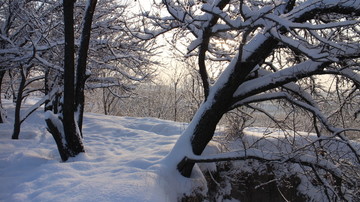 雪地 树林