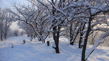 雪地 树林