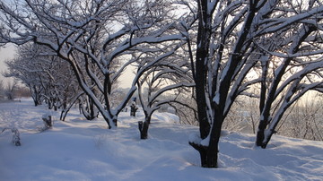 雪地 树林