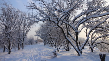 雪地 树林