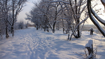 雪地 树林