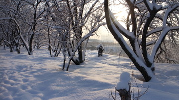 雪地 树林