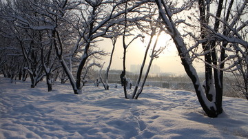 雪地 树林