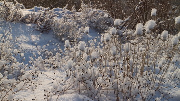 雪地 阳光 雪花