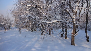 雪后的树林