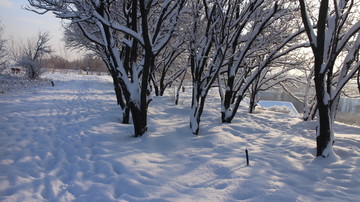 雪后的树林