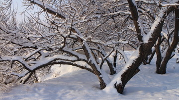 雪中杏树