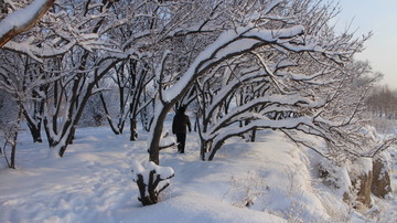 雪中杏树