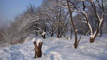 雪中杏树