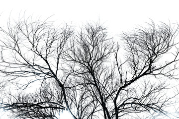 黑白树枝 抽象树枝 黑白白描