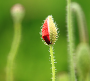 虞美人 花卉