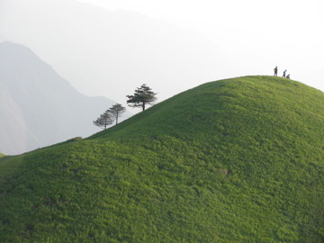 高山草甸