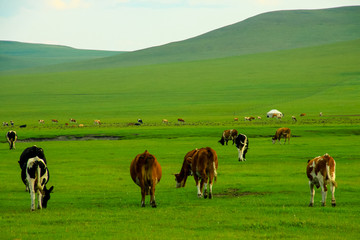 草原牛群蒙古包