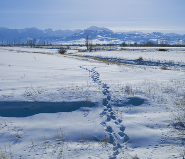 雪原