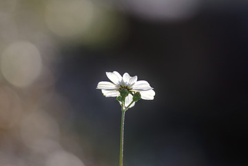 光晕白花背景