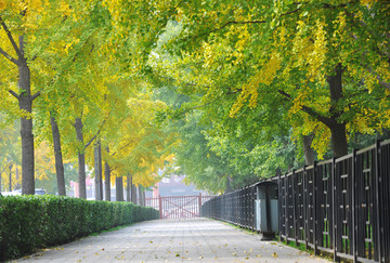 北京地坛公园的秋日银杏