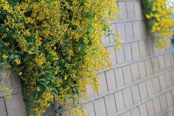 野生菊花