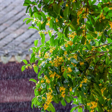 桂花雨