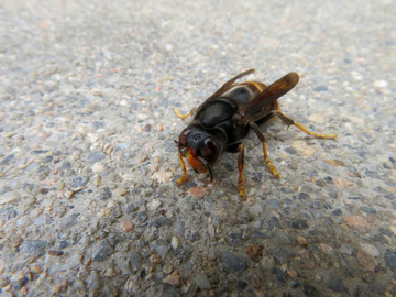 被拍打在地上的大黄蜂