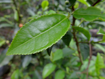 茶树叶子