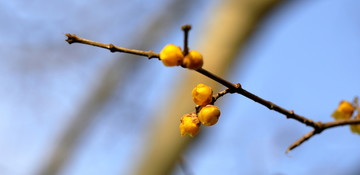 黄腊梅花苞