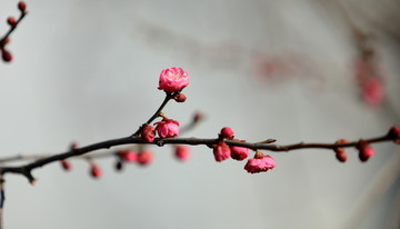 梅花特写