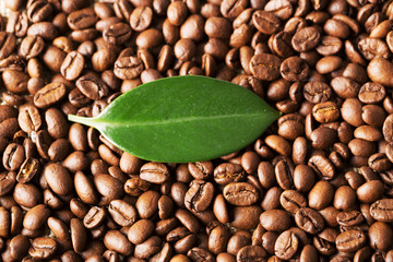 咖啡豆和树叶