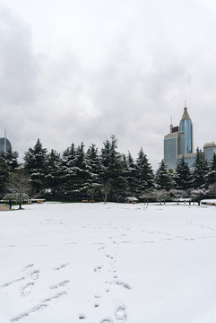 城市草地雪景