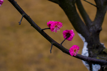 梅花