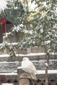 雪中鸽子