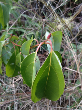 山中植物绿叶