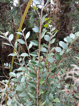 山中植物