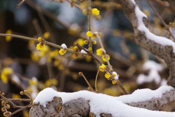 雪中腊梅 （2）