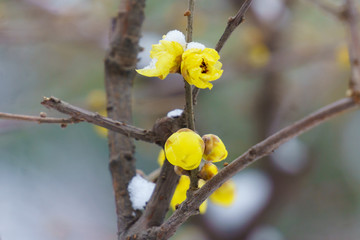 雪中腊梅 （10）