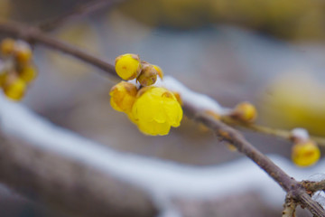 雪中腊梅 （12）